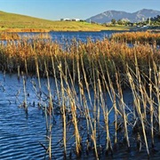 Waterbird Regional Preserve