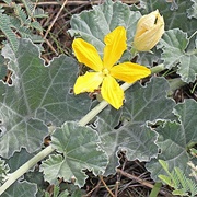Apodanthera Herrerae
