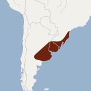 Strange Big-Eared Brown Bat