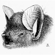 Round-Eared Tube-Nosed Bat