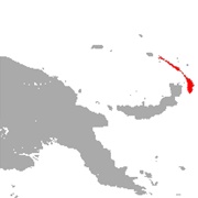 Seri's Sheathtail-Bat