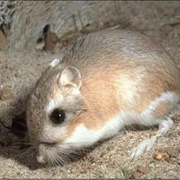 Gulf Coast Kangaroo Rat
