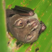 Thomas's Fruit-Eating Bat