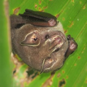 Thomas&#39;s Fruit-Eating Bat