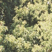 Sadness - Circle of Veins