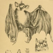 Zenker's Fruit Bat