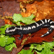 Marbled Salamander