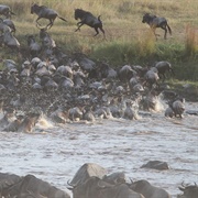 Wildebeest