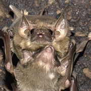 Long-Winged Tomb Bat