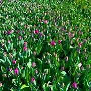 Tulip Picking