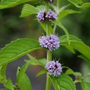 Canada Mint (Mentha Canadensis)