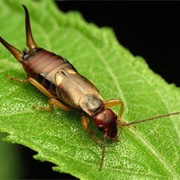 Earwig