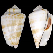 Strombus Shells