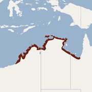 Northern Pipistrelle