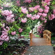 Glades Woodland Garden, Surrey, BC, Canada