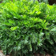 Coontie Palm (Zamia Integrifolia)