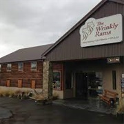 The Wrinkly Ram Omarama