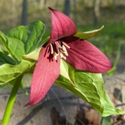 Red Trillium