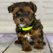 Yorkipoo