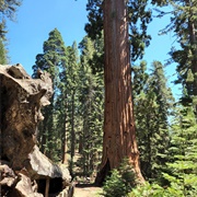 General Grant Trail, Kings Canyon National Park