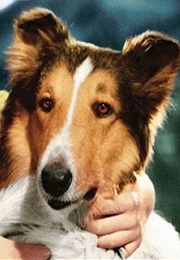 Lassie ("Lassie Come Home") (1943)