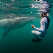 Swimming With Humpback Whales Near Barra Beach, Mozambique