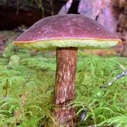 Admirable Bolete (Aureoboletus Mirabilis)
