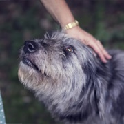 Volunteer to Walk Shelter Animals