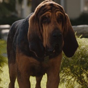 Trusty (Lady and the Tramp Live Action)