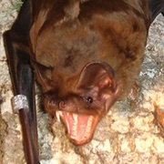 Greater Noctule Bat