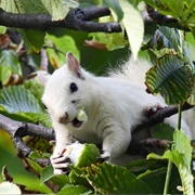 White Squirrels of Exeter