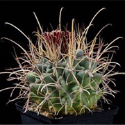 Catclaw Cactus