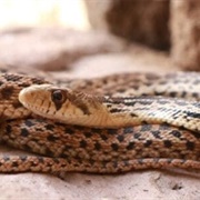 Gopher Snake
