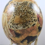 Jaguar Egg