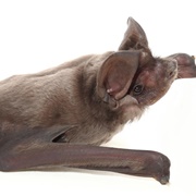 Western Bonneted Bat