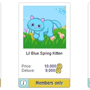 Lil Blue Spring Kitten