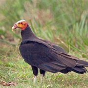 Lesser Yellow-Headed Vulture