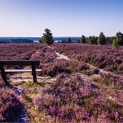 Lüneburger Heide and Südheide