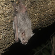 Hairy Fruit-Eating Bat