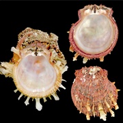 Digitate Thorny Oyster