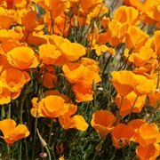 California Poppies