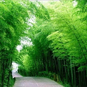 Yibin Sea of Bamboo