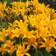 Amur Daylily (Hemerocallis Middendorffii)