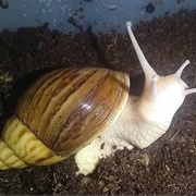 Giant African Snail