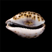 Cowry
