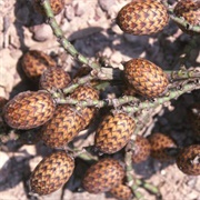 Viagra Palm (Calamus Erectus)