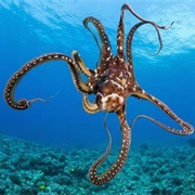 Hawaiian Day Octopus