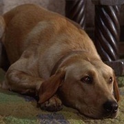 Luath (The Incredible Journey, 1963)