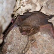 Naked-Rumped Tomb Bat