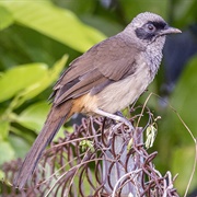 Masked Laughingthrush